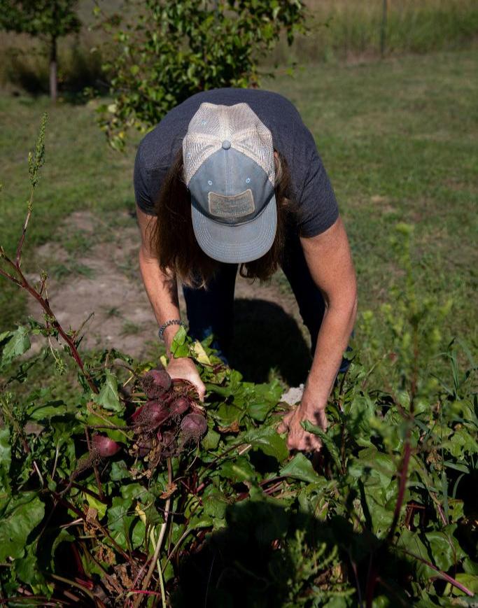 Farm Fueled Nutrition founder, Elizabeth, wears a blue hat with the company branding on it, and bends to pull fresh beets out of her Montana garden.